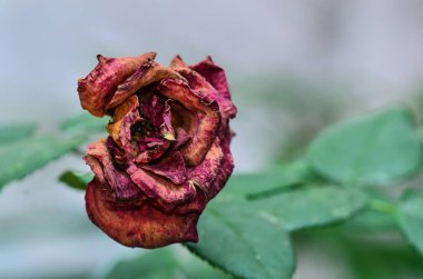 Güzel kurutulmuş gül