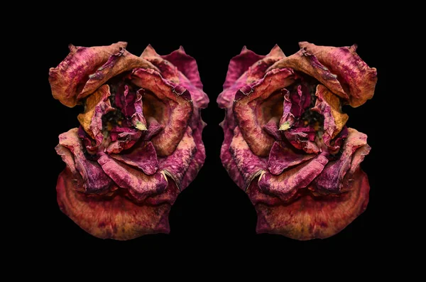 Gyönyörű szárított Rózsa — Stock Fotó