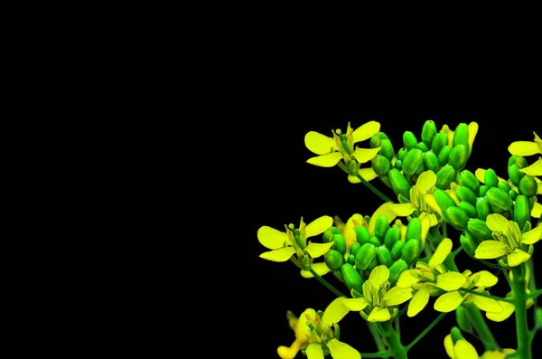 Kapusta chińska kwitnienia — Zdjęcie stockowe