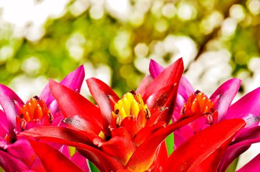 Pembe guzmania kadar kapatın