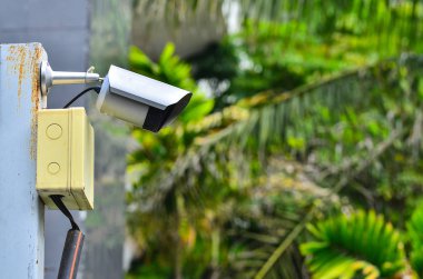 ağaç üzerinde güvenlik kamerası