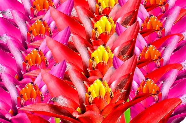 Close up pink guzmania — Stock Photo, Image