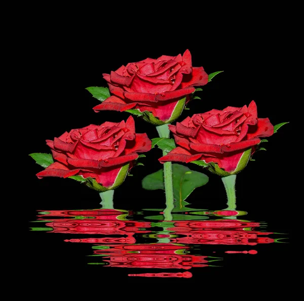 Červená růže izolátu — Stock fotografie