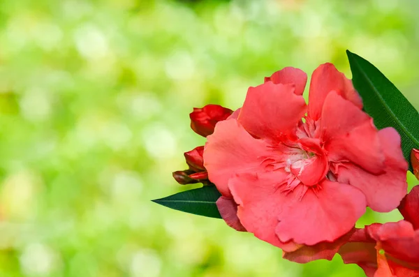 Sweet Oleander isolaat — Stockfoto