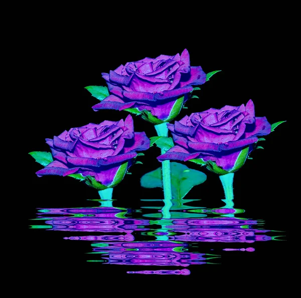 Όμορφο τριαντάφυλλο βιολετί — Φωτογραφία Αρχείου