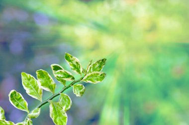 Redbird kaktüs izole