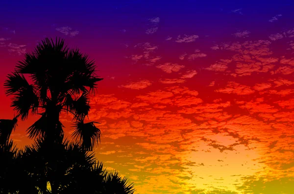 Palm trees sunset golden blue sky backlight — Stock Photo, Image