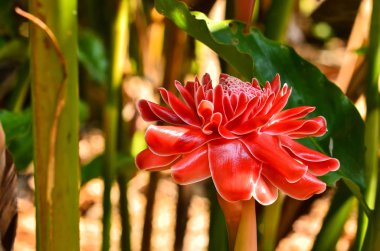 Bahçede çiçek açan Etlingera elatior