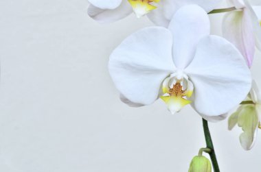  grava grisPhalaenopsis