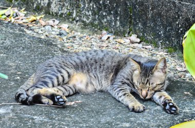 yerli kedi bir bahçede yalan