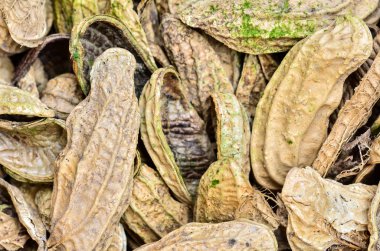 fıstık kabuğu yığını