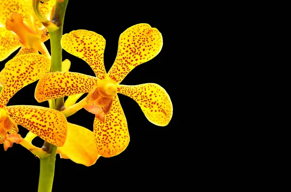 Isolado da orquídea de Vanda — Fotografia de Stock