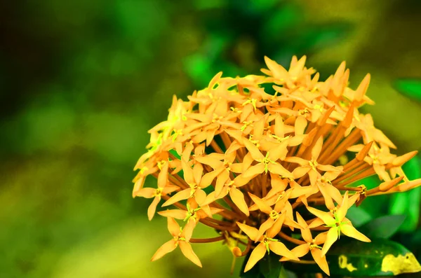 Yellow flower spike and buds and bloom — Stock Photo, Image