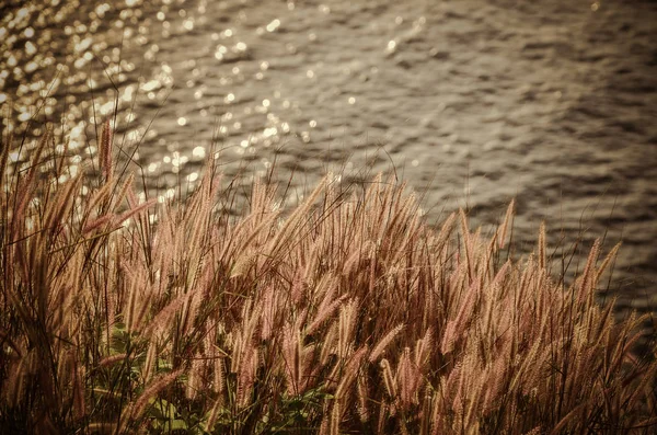 Beautiful Meadow Spea Light — Stock Photo, Image
