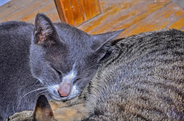 Katze aus nächster Nähe liegend — Stockfoto