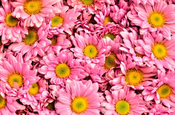 Bella Rosa Chrysanthemums Fiore — Foto Stock