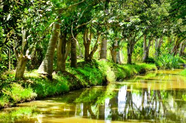 gozlerime sürülmüş ağaç