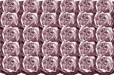 Lotus çiçeği arka plan