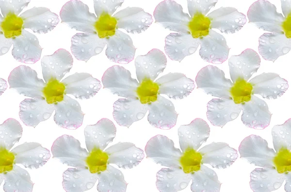 Ізолювати azalea квіти — стокове фото