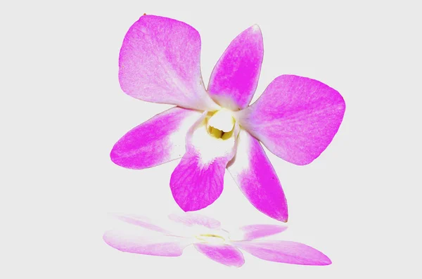 Orchidee rosa intenso — Foto Stock
