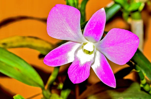 Deep Pink Orchids — Stock Photo, Image