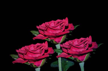 kırmızı gül izole