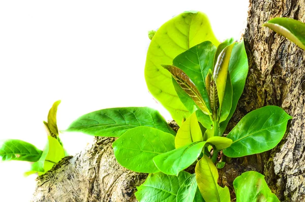 Arbustos plantados na primavera — Fotografia de Stock