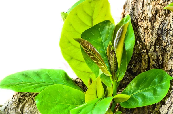 Arbustos plantados na primavera — Fotografia de Stock