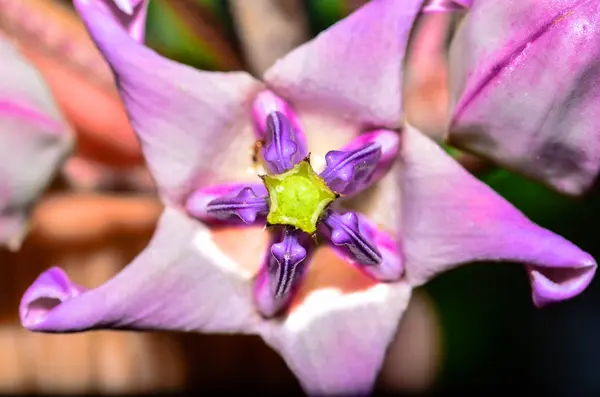 Korona kwiatu z bliska — Zdjęcie stockowe