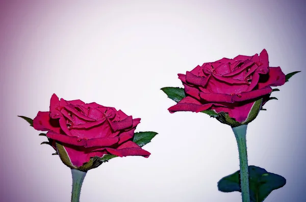 Červená růže izolátu — Stock fotografie