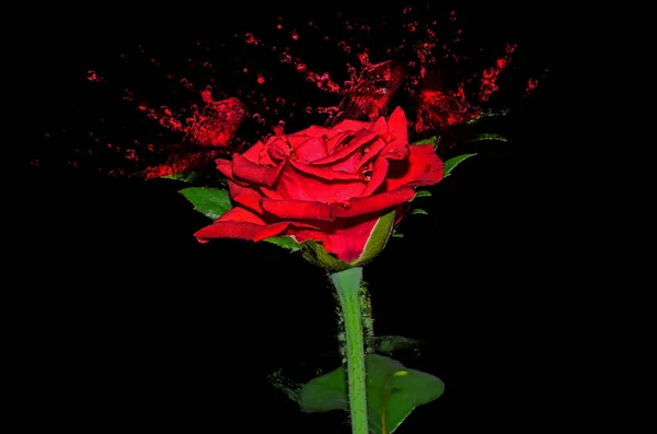Rote Rose Isolat — Stockfoto