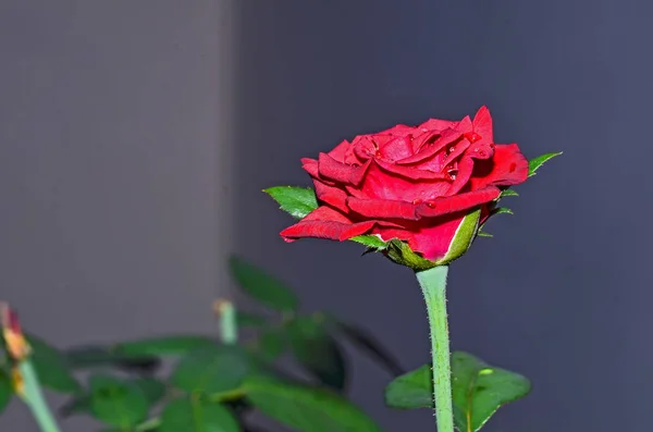 Rote Rosen blühen — Stockfoto
