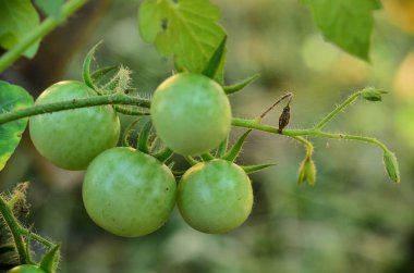 Genç yeşil domates