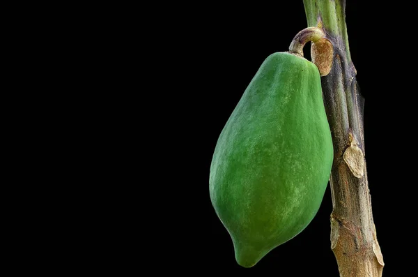 El árbol de la papaya con frutas —  Fotos de Stock