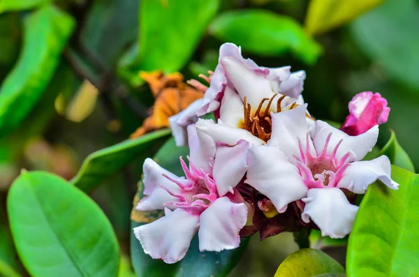 Linda flor de Allamanda — Fotografia de Stock