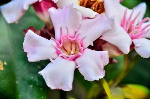 Beautiful Allamanda flower — Stock Photo, Image