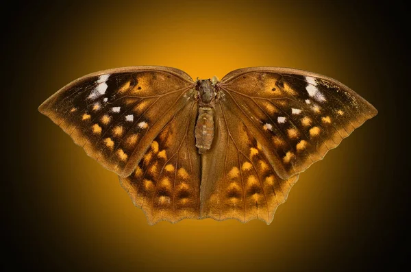 Farfalla marrone isolata — Foto Stock