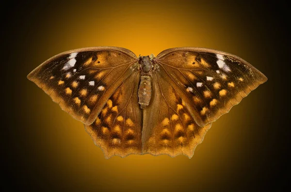 Isolado de borboleta marrom — Fotografia de Stock