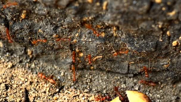 Formigas em ação — Vídeo de Stock