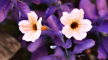 Güzel sarı Ruellia