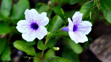 Güzel Menekşe Ruellia