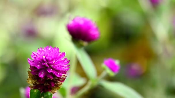 Mooie Globe amaranth — Stockvideo