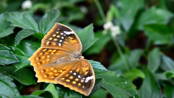 Piękny motyl w ogrodzie — Wideo stockowe