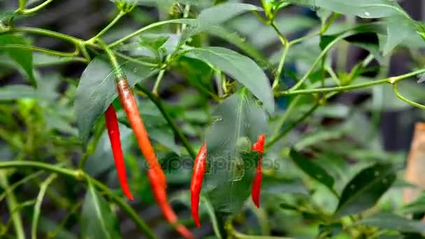 Chiles en el árbol en la granja orgánica — Vídeo de stock