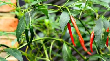 Ağaçta kırmızı biber 