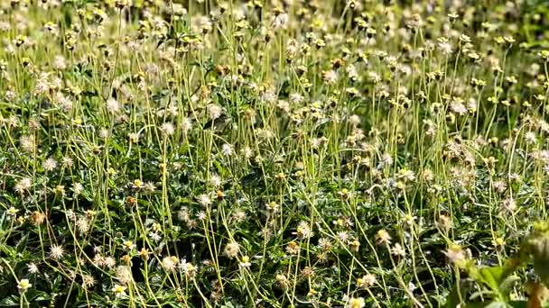 Hierba moviéndose en el viento — Vídeos de Stock