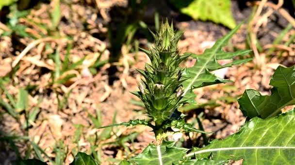 Крупним планом Cissus fourangularis — стокове відео