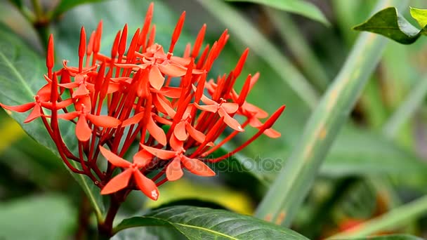 Roter Ixora coccinea — Stockvideo