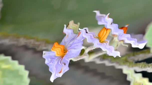 Lila Auberginenblüten in einem Garten — Stockvideo