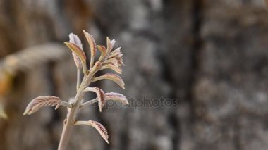 tomurcukları çok küçük yapraklar